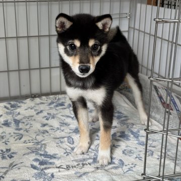 柴犬(豆柴)【岡山県・女の子・2025年7月11日・黒】の写真「配色きれいなべっぴんさんですよ♡」