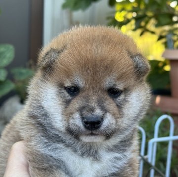 柴犬(豆柴)【岡山県・男の子・2025年10月30日・赤】の写真「コロコロに育ったイケワン豆柴くん♡」