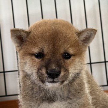 柴犬(豆柴)【岡山県・男の子・2025年6月20日・赤】の写真「丸顔で可愛い豆柴くん♡」
