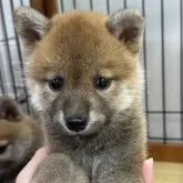 柴犬(標準サイズ)