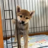 柴犬(標準サイズ)