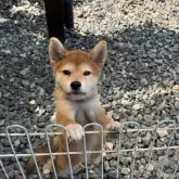 柴犬(標準サイズ)