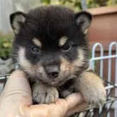 柴犬(標準サイズ)