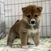 豆柴