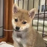 柴犬(標準サイズ)