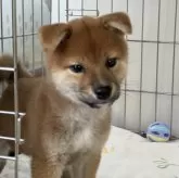 柴犬(標準サイズ)