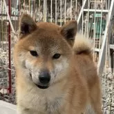 柴犬(標準サイズ)【岡山県・男の子・2023年4月2日・赤】の写真1