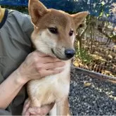 柴犬(標準サイズ)