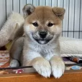 柴犬(標準サイズ)