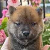 柴犬(標準サイズ)【岡山県・男の子・2024年10月18日・赤】の写真1