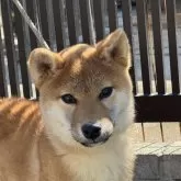 柴犬(標準サイズ)