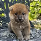 柴犬(標準サイズ)