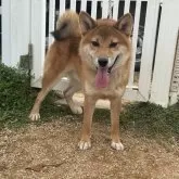 柴犬(標準サイズ)