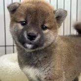 柴犬(標準サイズ)