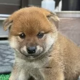 柴犬(標準サイズ)