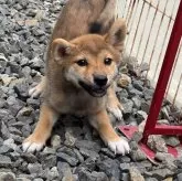 柴犬(標準サイズ)