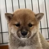 豆柴