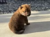 柴犬(標準サイズ)【岡山県・男の子・2024年10月18日・赤】の写真2