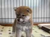 柴犬(標準サイズ)【岡山県・女の子・2024年11月27日・赤】の写真2