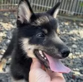 豆柴【岡山県・男の子・2024年12月15日・黒】の写真3