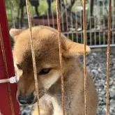 柴犬(標準サイズ)【岡山県・女の子・2025年6月8日・赤】の写真3