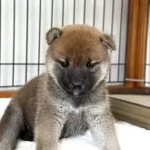 柴犬(標準サイズ)【岡山県・女の子・2025年3月31日・赤】の写真3