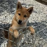 柴犬(標準サイズ)【岡山県・男の子・2025年4月4日・赤】の写真4