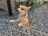 柴犬(標準サイズ)【岡山県・男の子・2025年4月4日・赤】の写真5