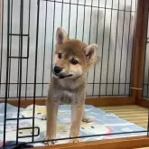 柴犬(標準サイズ)【岡山県・女の子・2025年6月8日・赤】の写真5