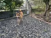 柴犬(標準サイズ)【岡山県・男の子・2025年4月4日・赤】の写真8