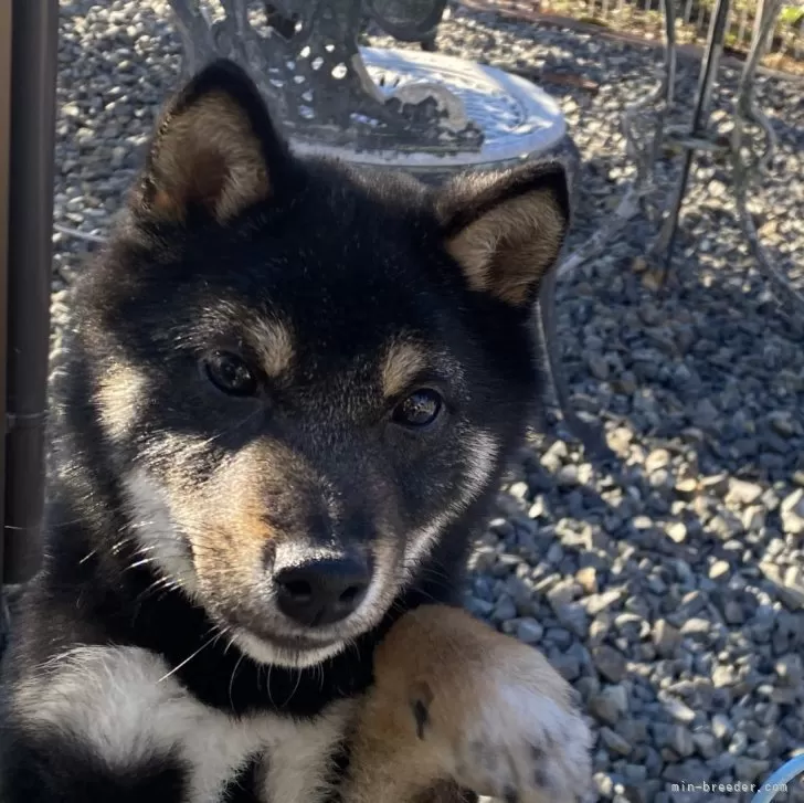 ID：2310-01584の子犬