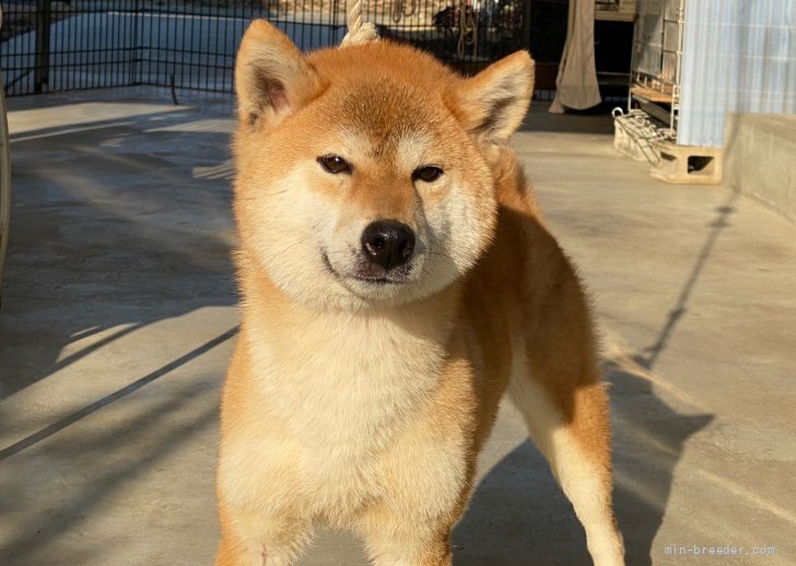 柴犬(標準サイズ)【・女の子・2019年2月20日・赤】「R4年2月26日撮影」