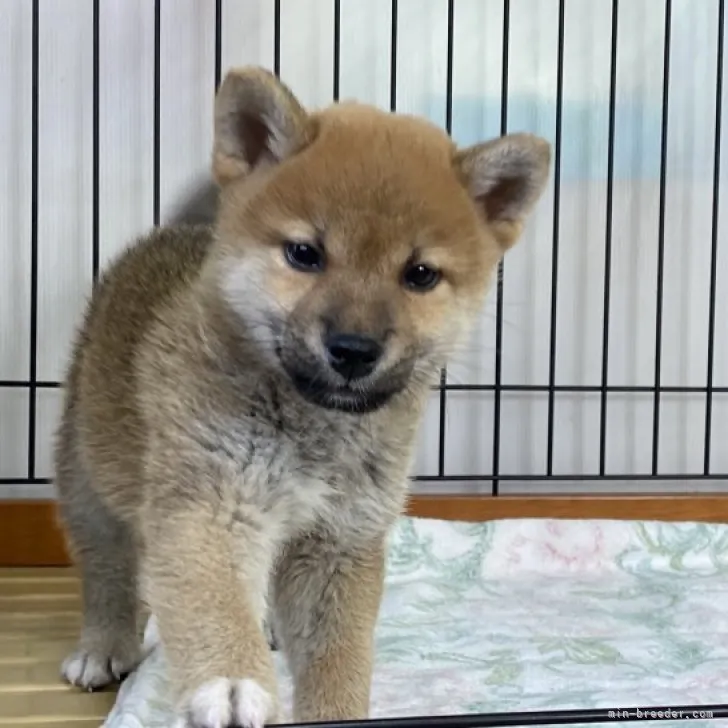 ID:2311-02001の子犬