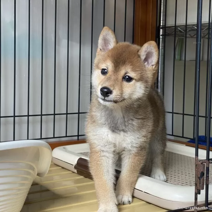 ID:2406-05664の子犬