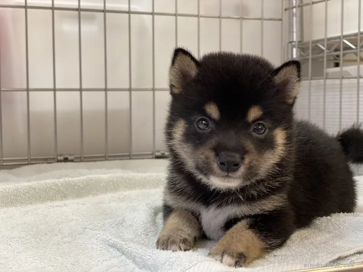 ID：2108-00715の子犬