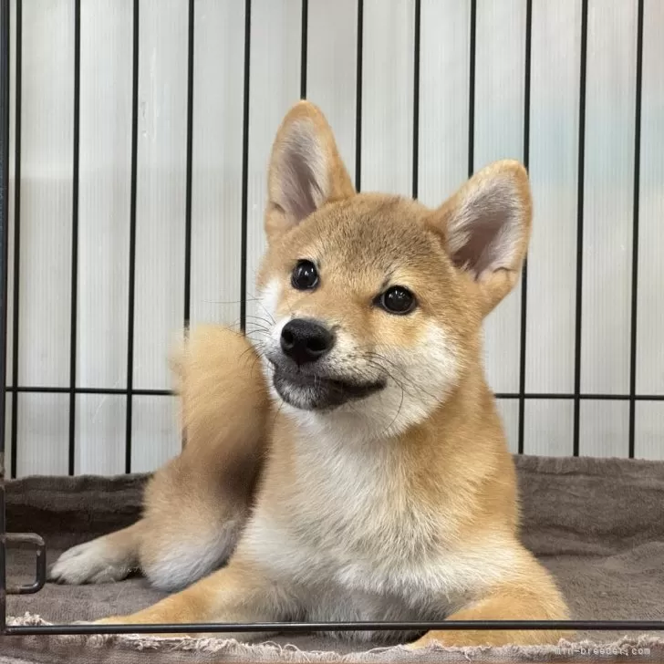 ID:2406-05636の子犬