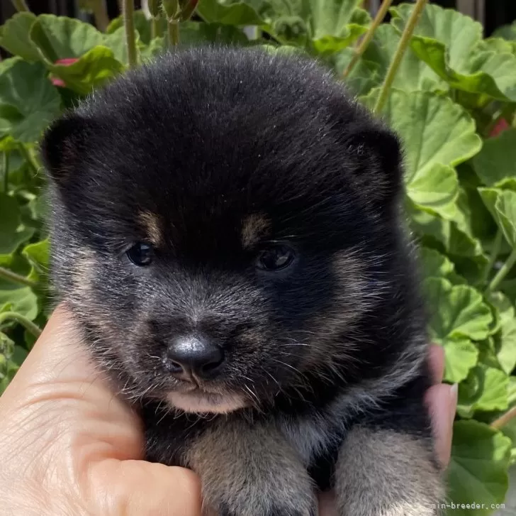 ID：2405-06240の子犬