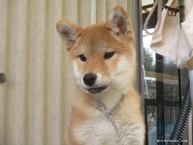 ID：2001-01209の子犬