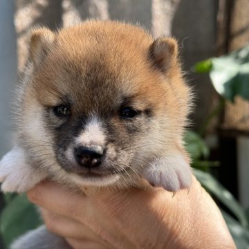 柴犬(豆柴)【岡山県・男の子・2024年9月5日・赤】の写真「小柄で可愛い豆柴くんです」