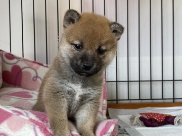 柴犬(標準サイズ)【岡山県・女の子・2021年12月1日・赤】の写真「可愛いお顔の女の子！」