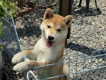 柴犬(豆柴)【岡山県・男の子・2021年11月11日・赤】の写真「明るい毛色の男の子！
優しい性格です」