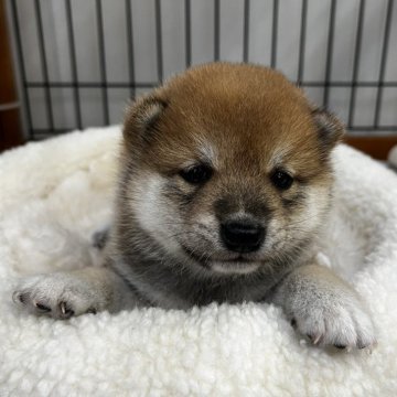 柴犬(豆柴)【岡山県・男の子・2024年9月5日・赤】の写真「まん丸可愛い豆柴くんです」
