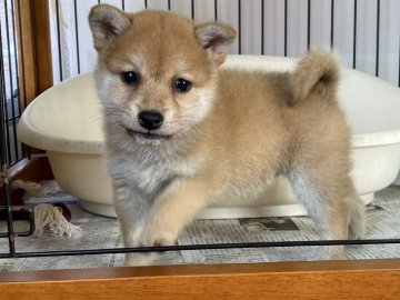 柴犬(標準サイズ)【岡山県・女の子・2021年10月29日・赤】の写真「綺麗な赤毛の女の子」