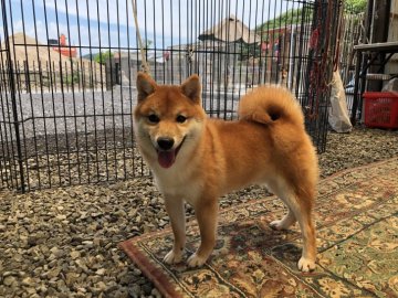 豆柴【岡山県・男の子・2018年11月24日・赤】の写真「綺麗な赤毛の男の子です♫」