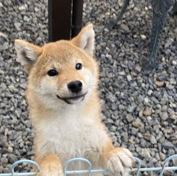 柴犬(標準サイズ)【岡山県・男の子・2023年7月23日・赤】の写真「小柄で愛嬌たっぷりの柴犬くん」