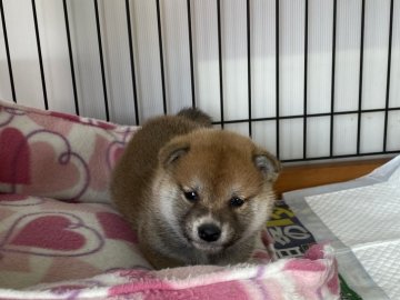 柴犬(標準サイズ)【岡山県・男の子・2021年12月1日・赤】の写真「可愛いお顔の男の子！」