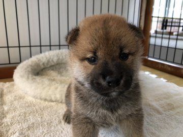 柴犬(標準サイズ)【岡山県・男の子・2019年5月26日・赤】の写真「綺麗な赤毛のハンサムくんです♡」