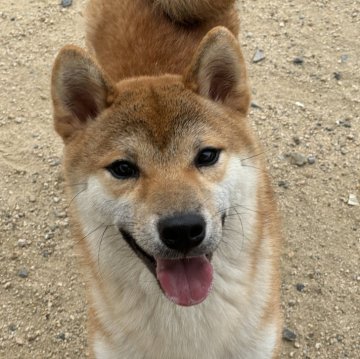 柴犬(標準サイズ)【岡山県・男の子・2023年10月21日・赤】の写真「優しい性格で甘えん坊！可愛いです♡パパは完成犬」