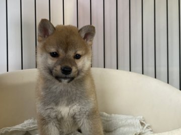 柴犬(標準サイズ)【岡山県・女の子・2021年10月29日・赤】の写真「明るい性格の女の子！」