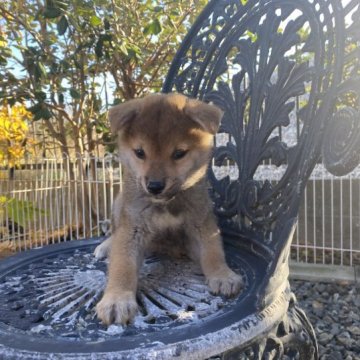 柴犬(標準サイズ)【岡山県・男の子・2023年10月12日・赤】の写真「フレンドリーな男の子！父犬賞歴有り」